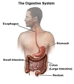 Digestive System